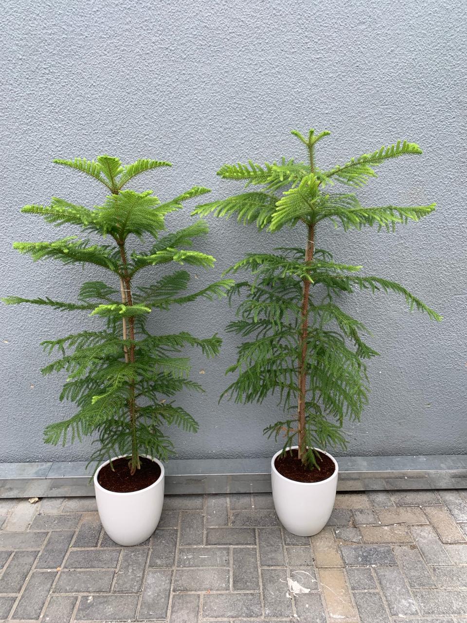 AA Plant Pine Tree Each