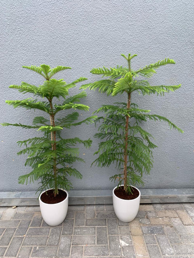 Pine Tree Each in Ceramic