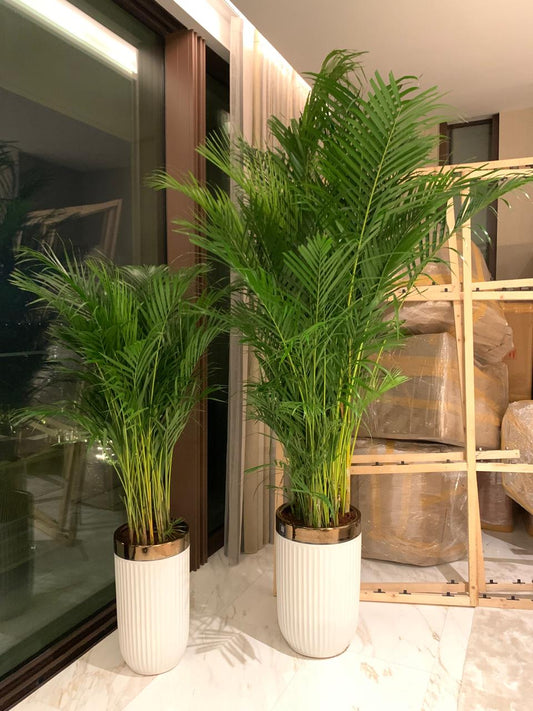 Office Plants Bundle Areca Palm