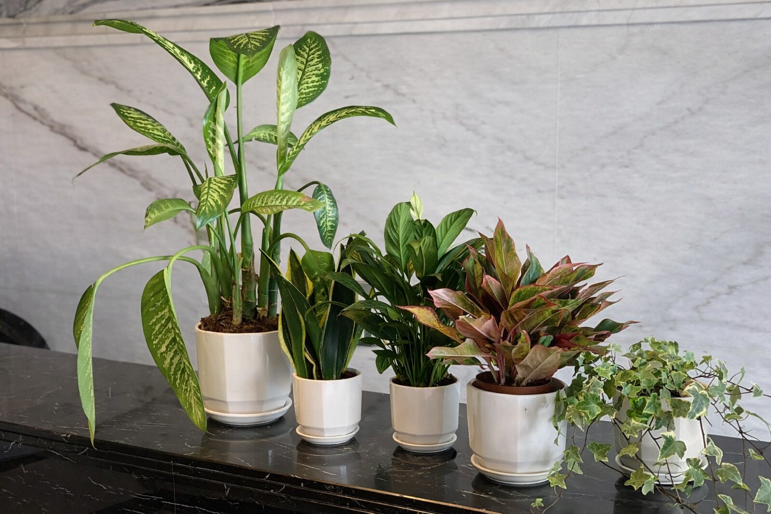 Air Purifying Plant bundle