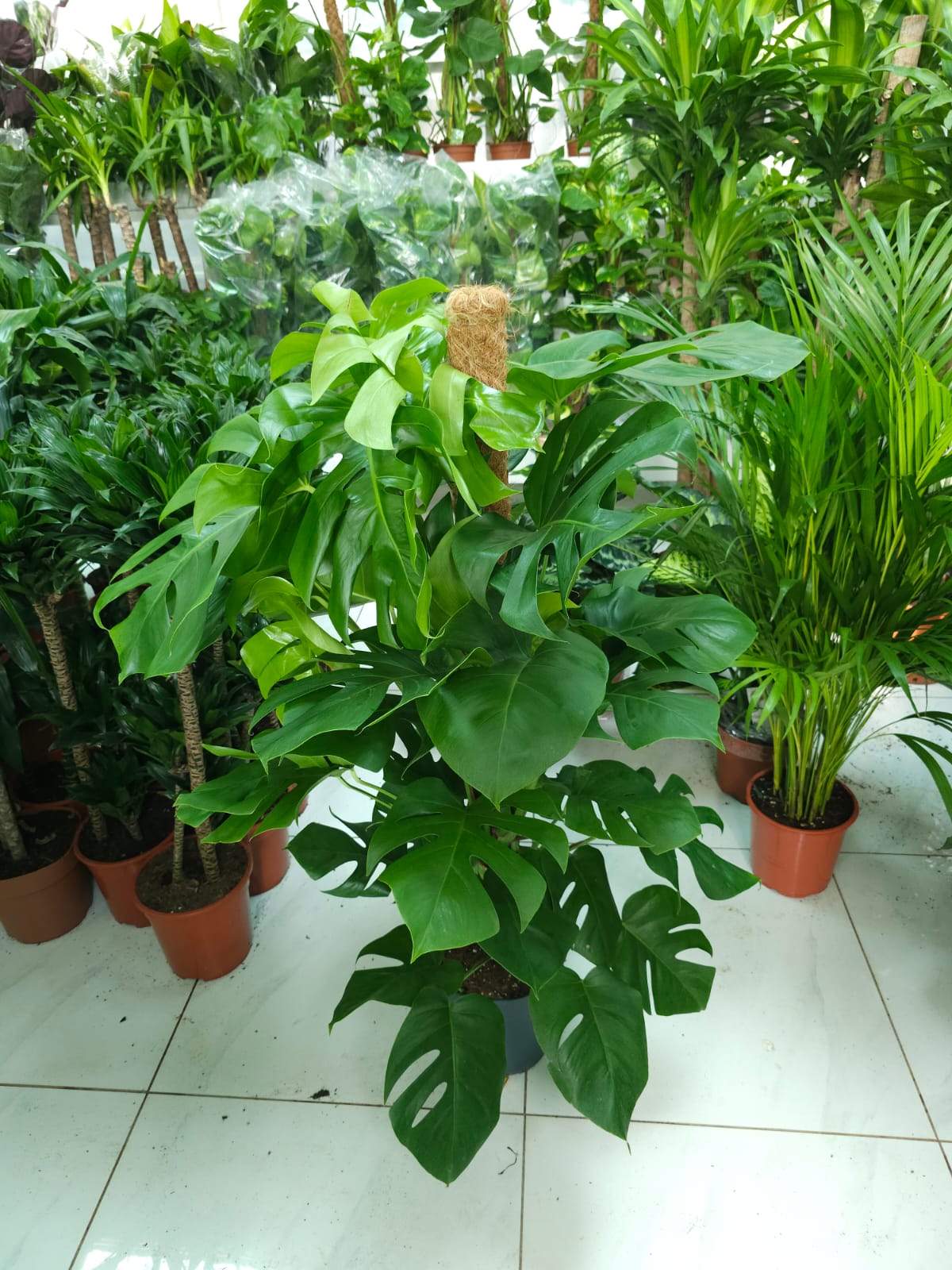 Big Monstera in plastic NEW