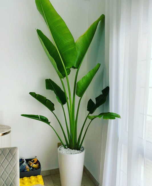 Office Plant Travellers Palm Big 3m