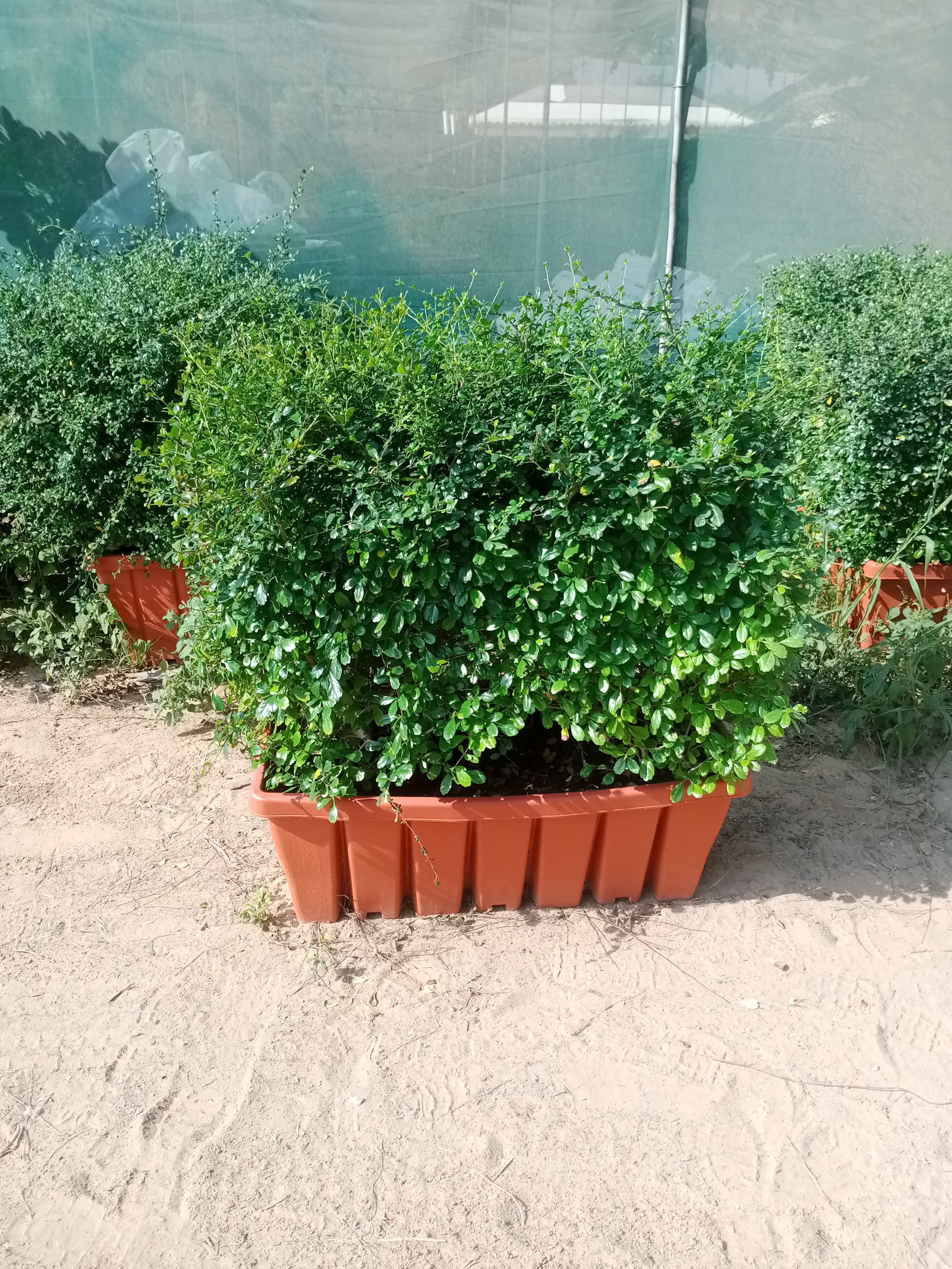 Privacy hedge 100cm Plants UAE