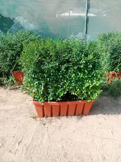 Privacy hedge 100cm Plants UAE