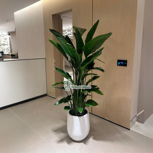 Birds of Paradise Premium in Fiber Pot 1.8m to 2m