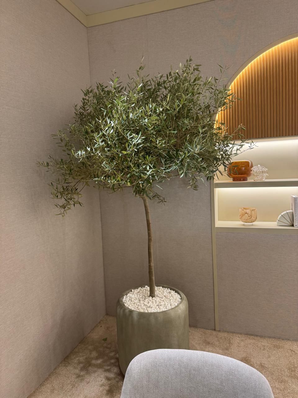 Olive Large in Ceramic Pot from Spain 2m