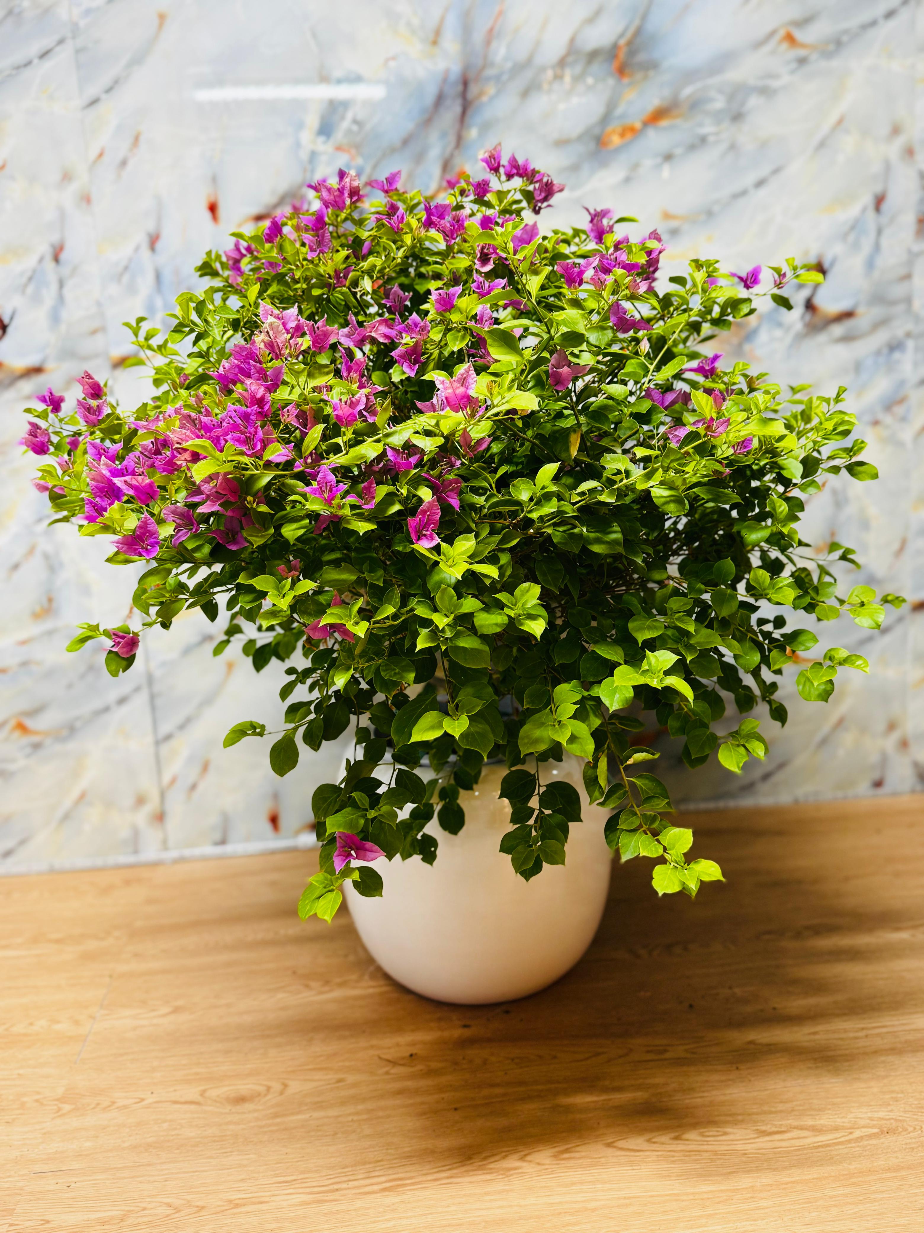 Bushy Bougainvillea