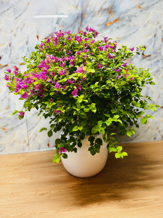 Bushy Bougainvillea