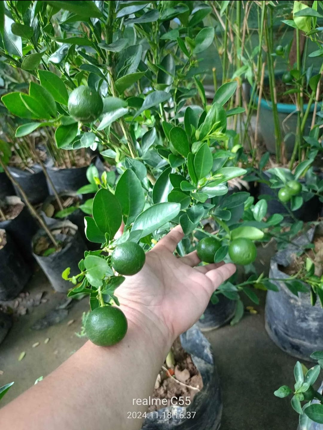 Kalamansi 150-160cm (Lime Tree)