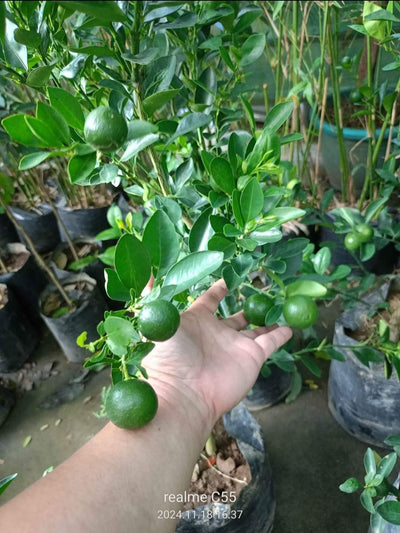 Kalamansi 150-160cm (Lime Tree)