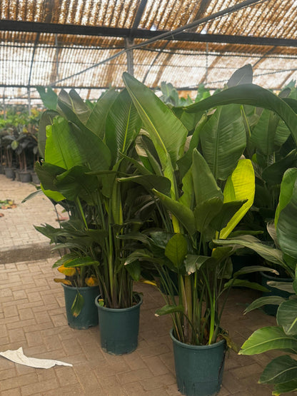 Birds of Paradise Members Exclusive Deal 130cm to 150cm-199DH
