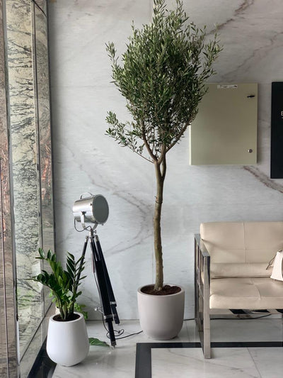 Office Plant Olive 1.8m to 2m PROMO