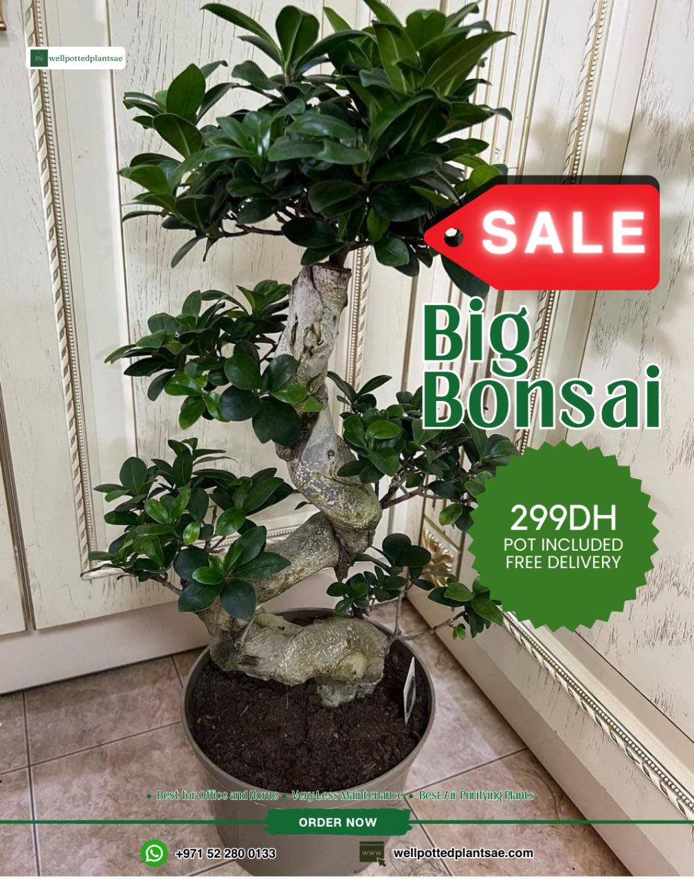 Bonsai in Classy Pot Promo