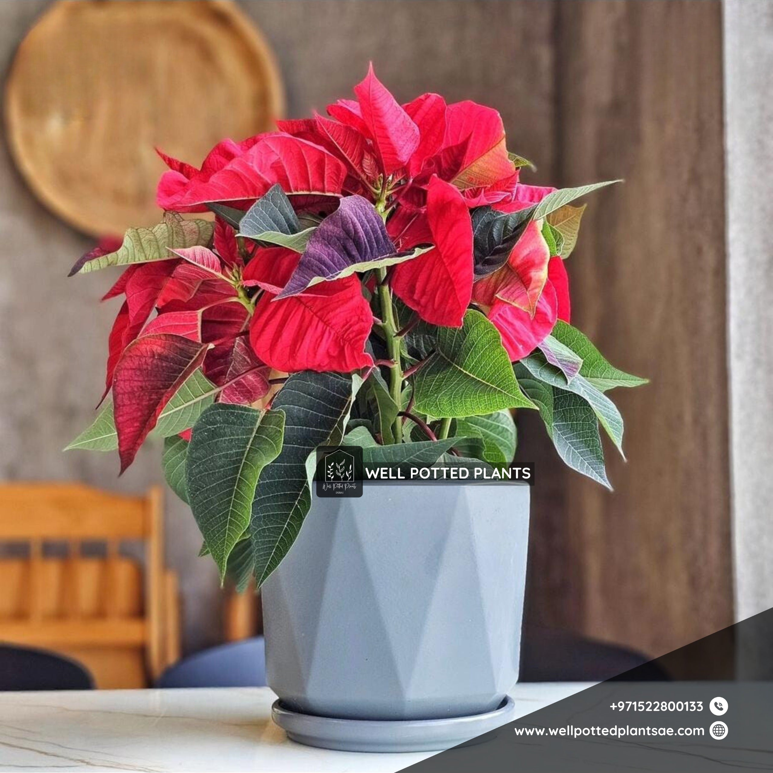 Poinsettia in Ceramic PROMO Indoor Plants UAE
