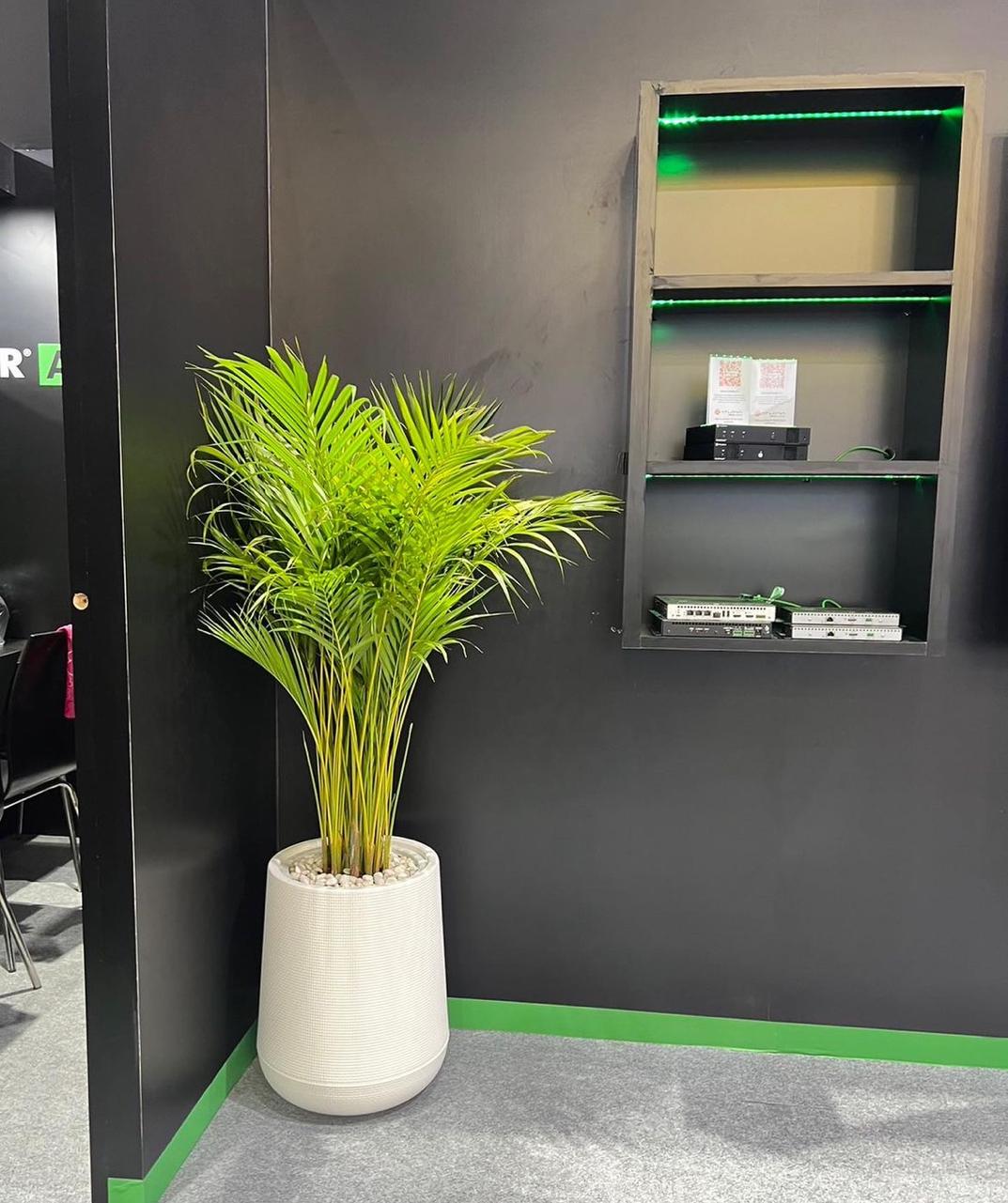 Areca Holland in Fiber