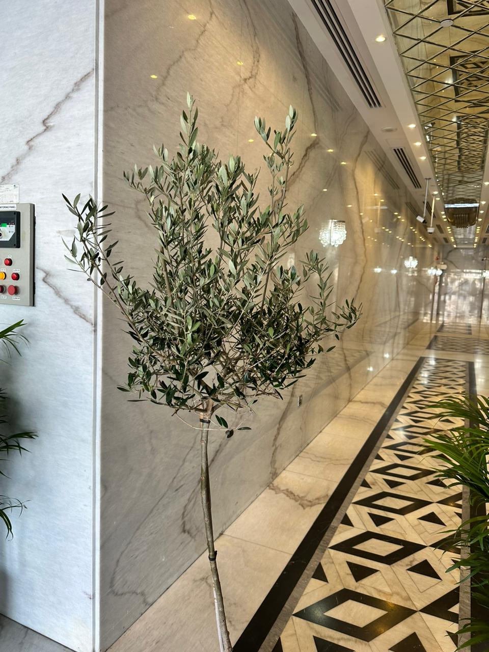 Medium Olive in Beige