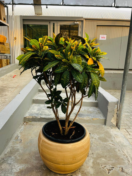 Outdoor Plant Croton Large