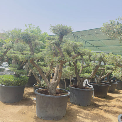 Olive Tree Bonsai Multiple Head