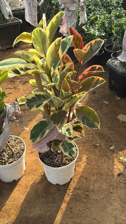 Rubber plant elastica variegated limited stocks