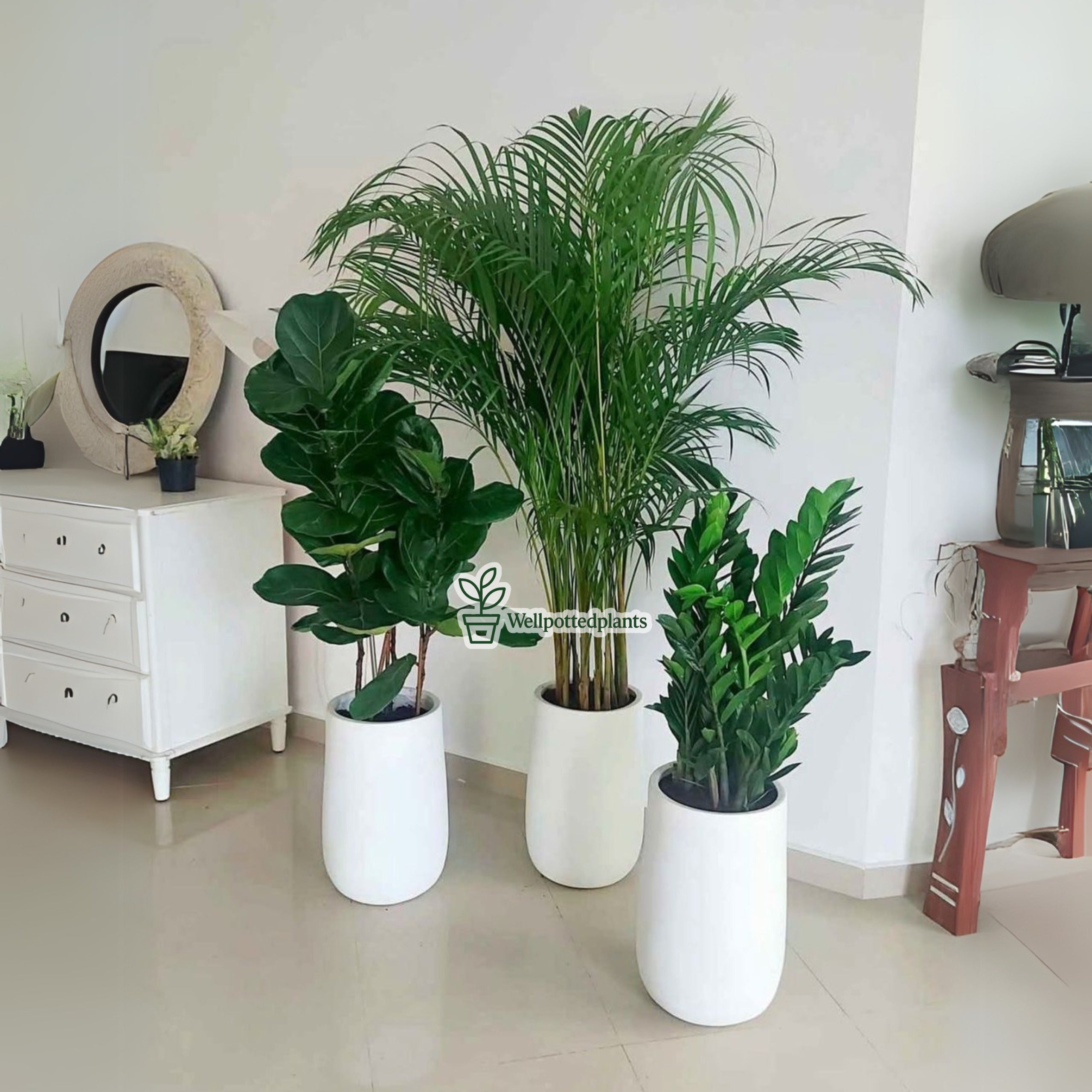 Premium Air Purifying Plants Set 3pc Bundle in Ceramic