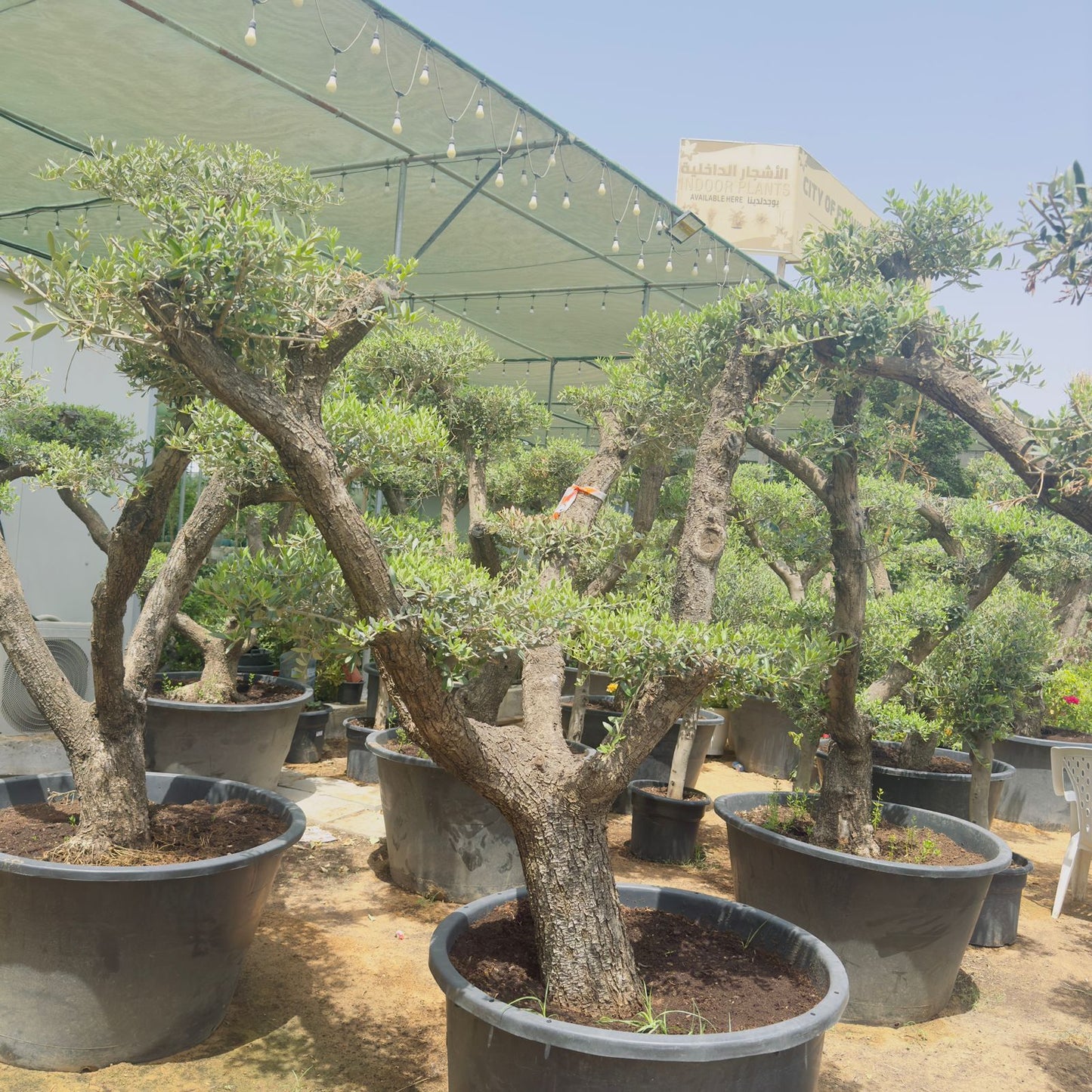 Olive Tree Bonsai Multiple Head