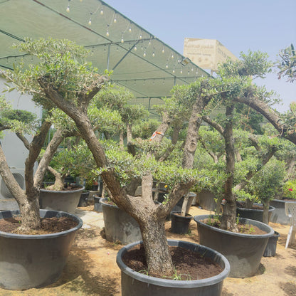 Olive Tree Bonsai Multiple Head