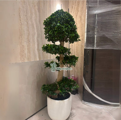Bonsai XXL 2.2m to 2.5m in Fiber Pot