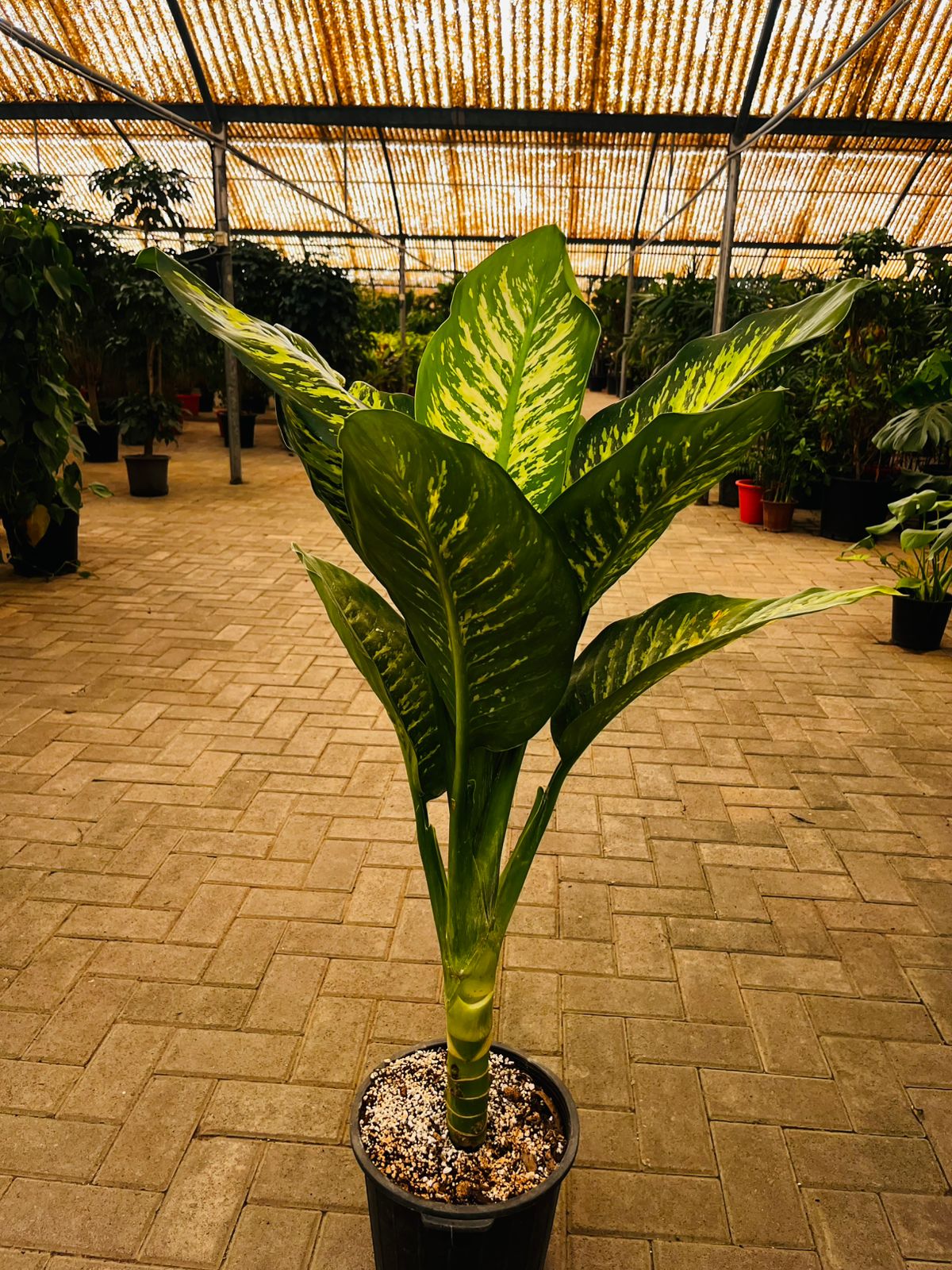 Dieffenbachia in Nursery Pot Premium