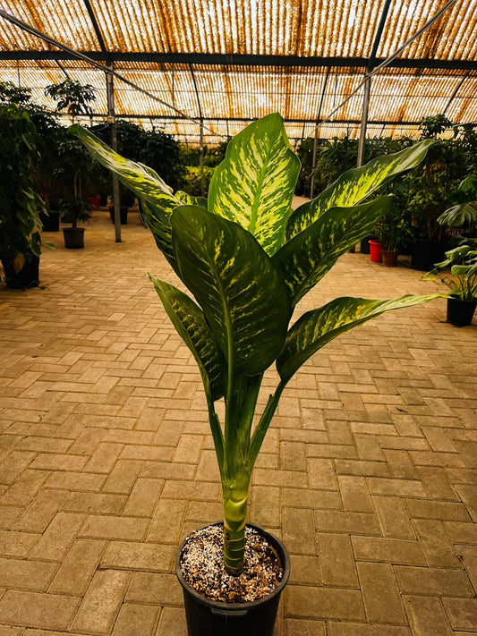 Dieffenbachia in Nursery Pot Premium