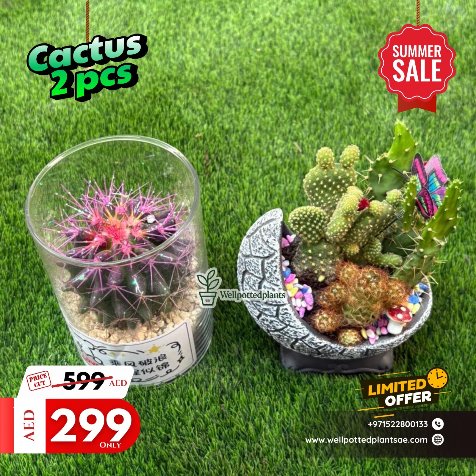 Cactus Table Plant Combo