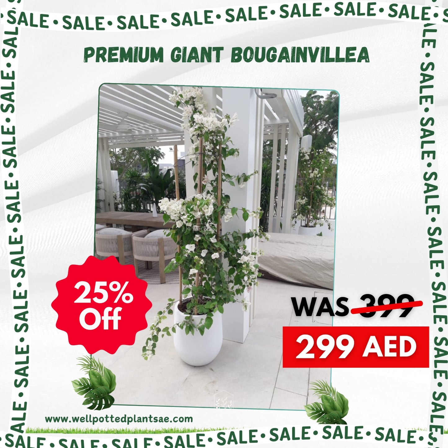 299DH Premium Bougainvillea in White Ceramic