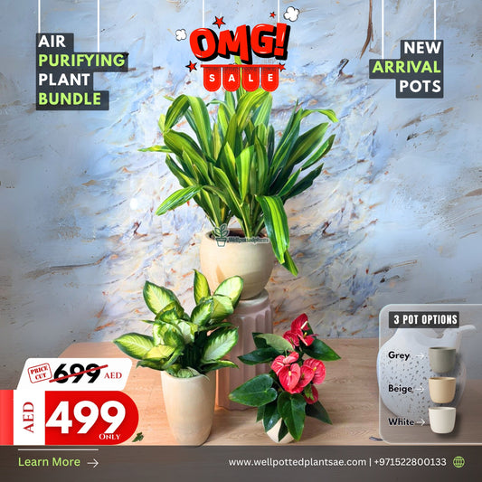 Air Purifying Bundle in Beige NEW
