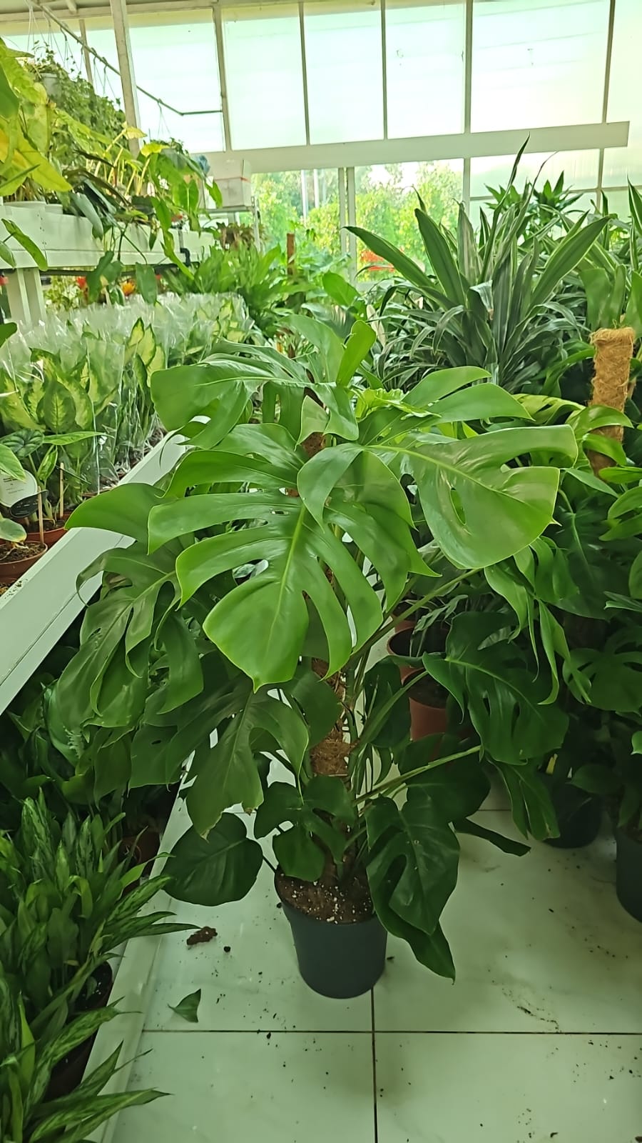 Big Monstera in plastic NEW