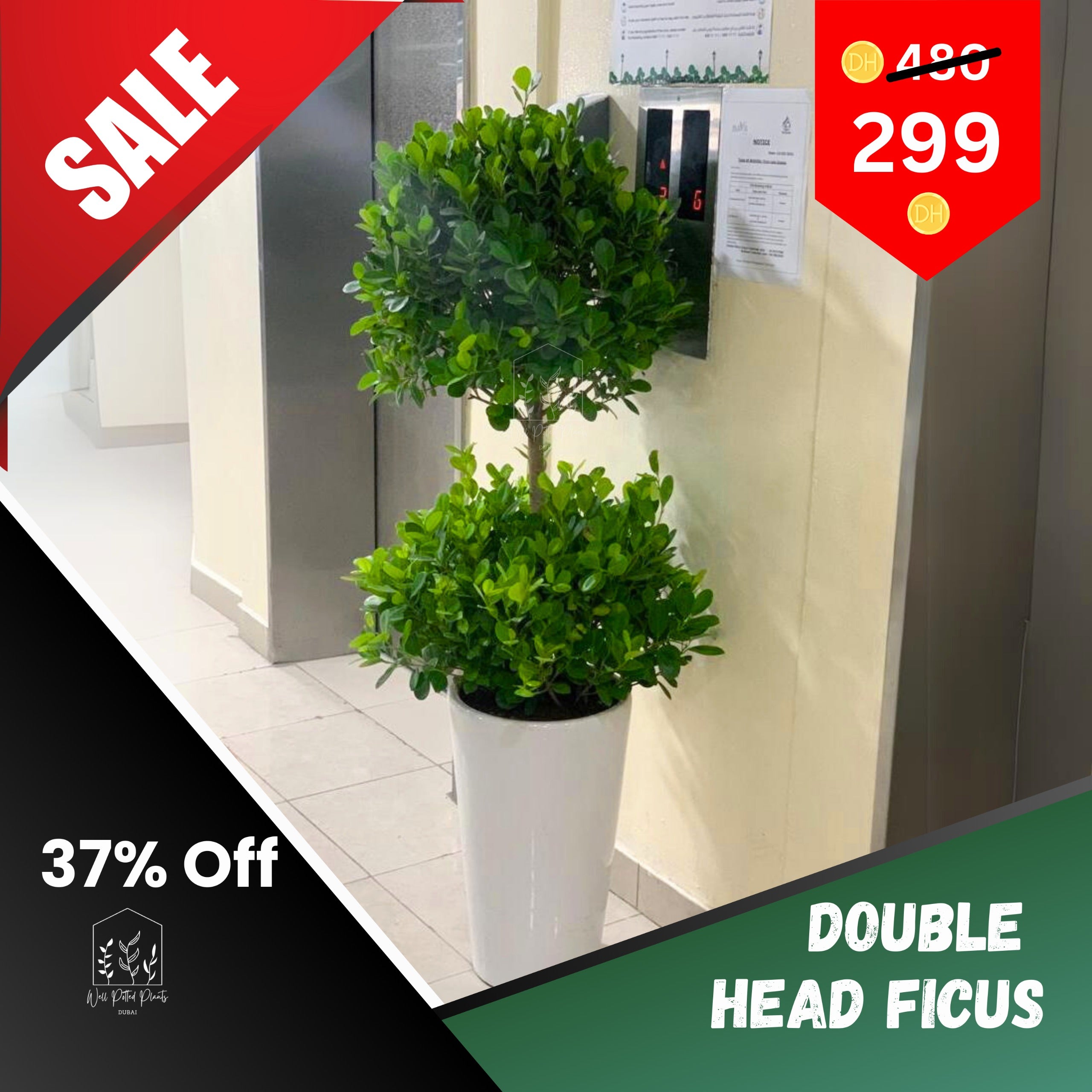 Ficus Double Head Outdoor Plant
