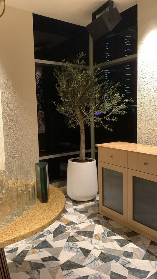 Olive Tree Indoor in Fiber 2.2m