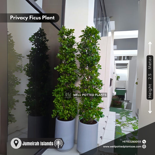 Privacy Plant in Grey Each