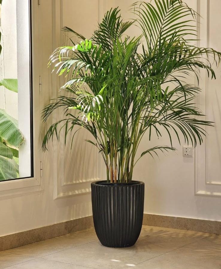 Areca Palm in Ceramic Pot (130-140cm)