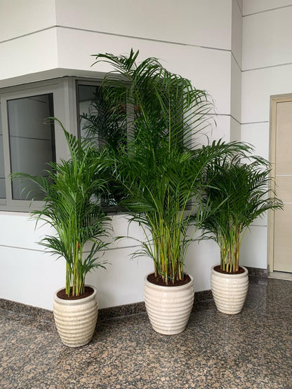 AA Office Plant Areca 1 Large+ 2 Medium (3pcs) in Beige Bundle New