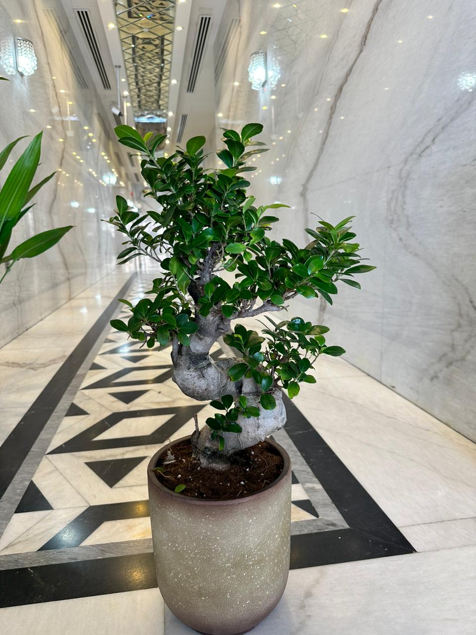 Medium Bonsai 80cm to 110cm Promo