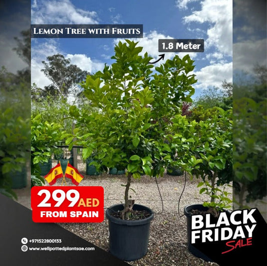 Lemon Tree Promo BIG