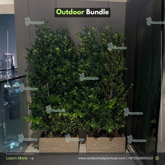 Outdoor Plant Bundle Privacy Plant Ficus in Fiber