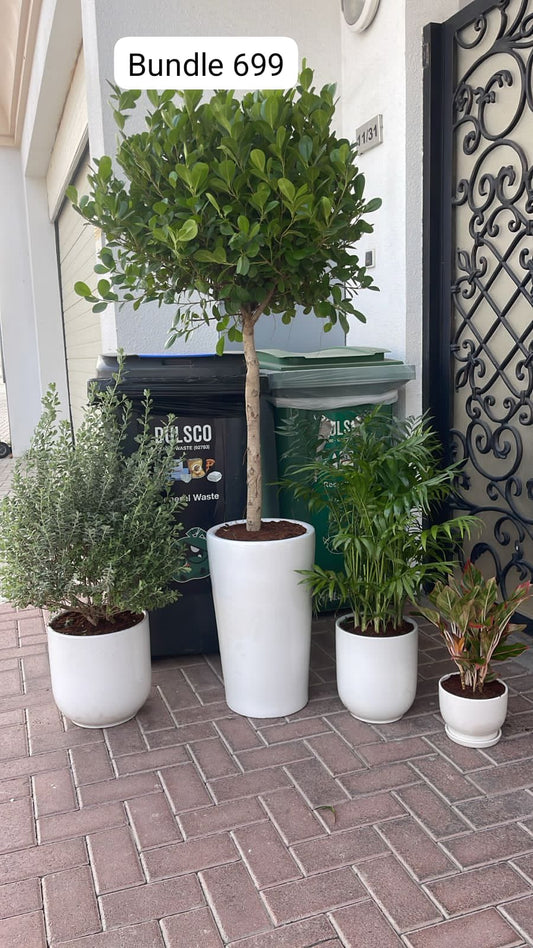 Outdoor Plant Bundle -4pc Budget Friendly Combo