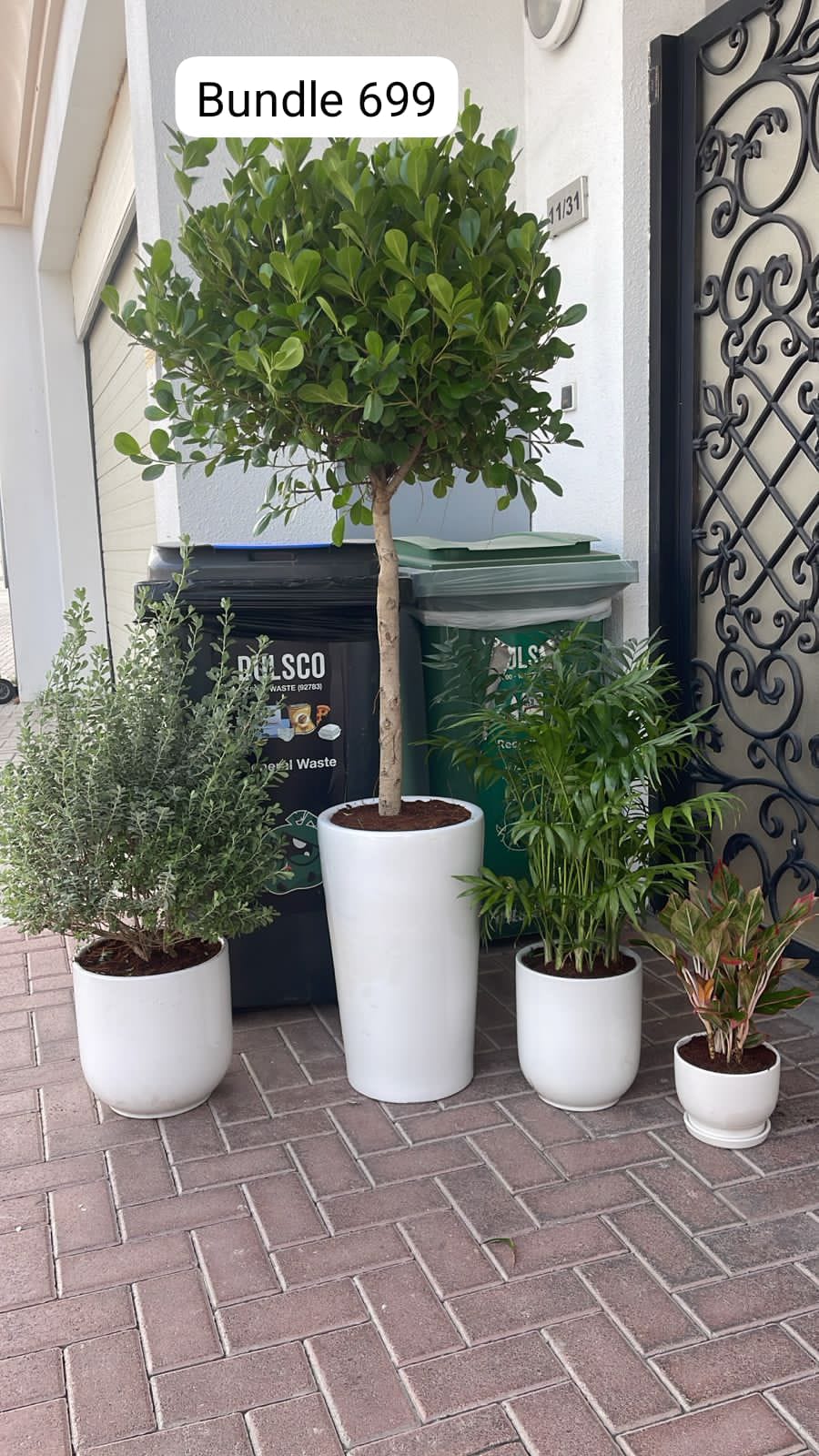 Outdoor Plant Bundle -4pc Budget Friendly Combo