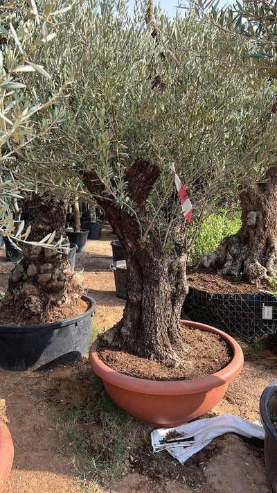 Olive Tree Aged Big Trunk 30 yrs old clearance sale Outdoor Plants Dubai