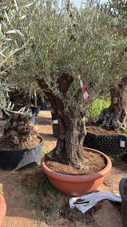 Olive Tree Aged Big Trunk 30 yrs old clearance sale