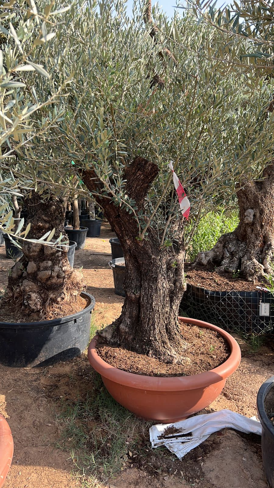Olive Tree Aged Big Trunk 30 yrs old clearance sale Outdoor Plants Dubai