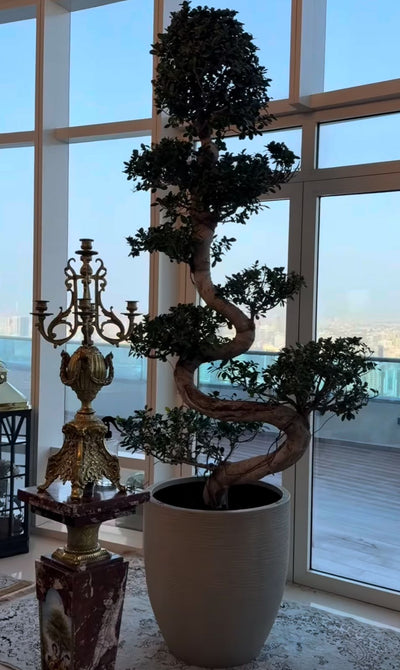 Bonsai Large s shape premium in fiber