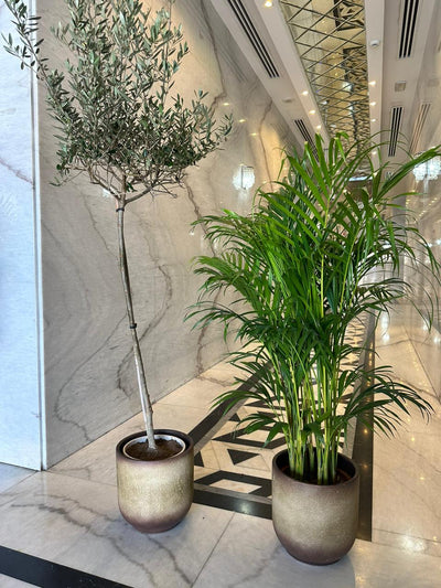 Indoor Plants Air Purifying Bundle in Beige Best Seller PROMO