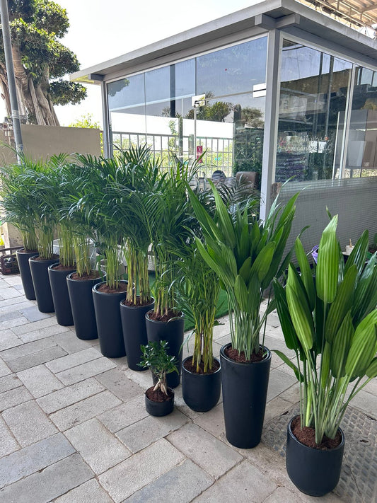 Office Plant 11 Plants Bundle in Black Matte New