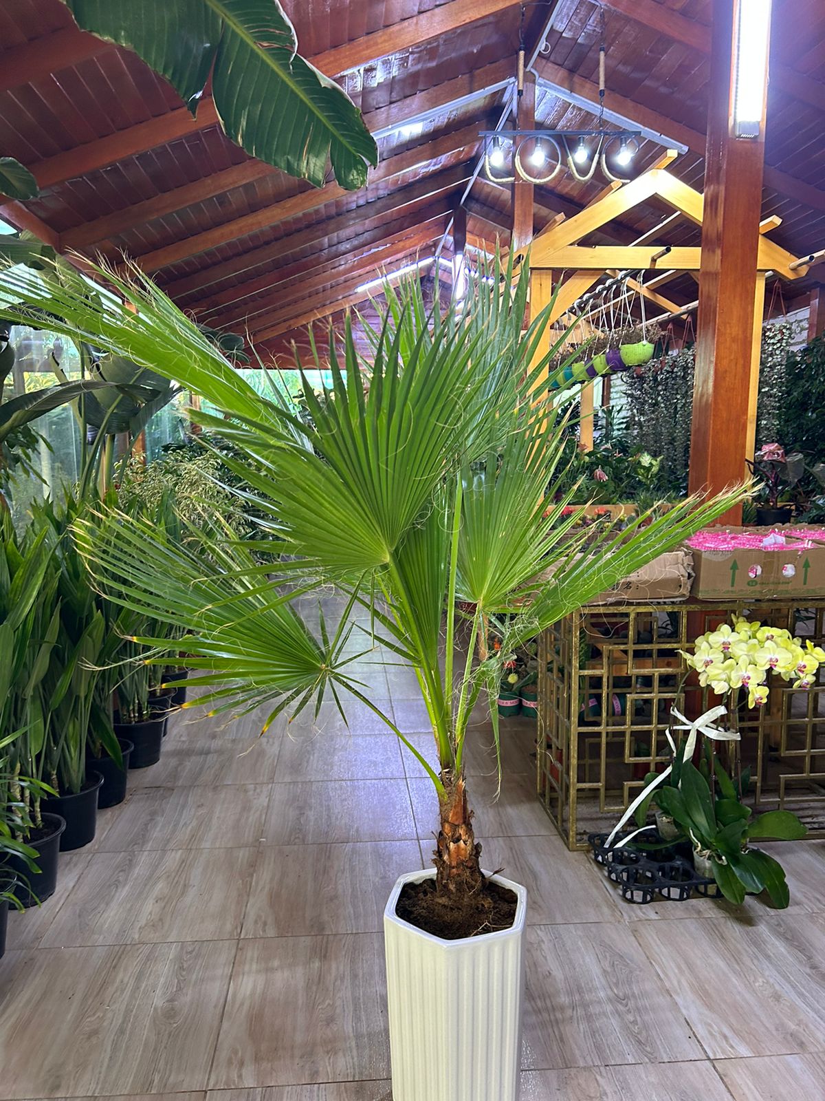 199 Washintonia Big In Long Pot PROMO